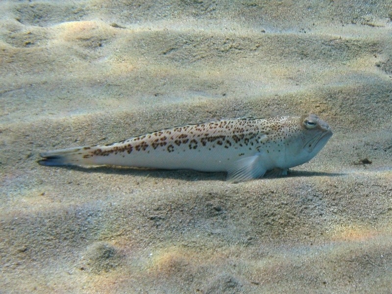 Trachinus radiatus (Cuvier, 1829)